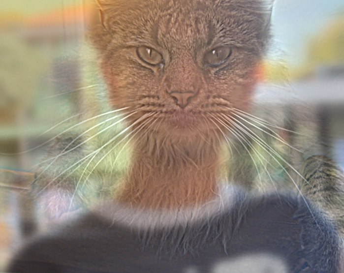 me and Nutmeg hybrid